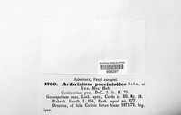 Arthrinium puccinioides image